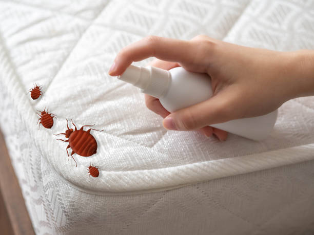 Best Local Pest Control Services  in Avonmore, PA